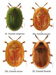 Attēlu rezultāti vaicājumam “Cassida”