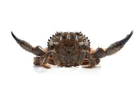 Image result for Eriphia verrucosa