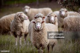 Attēlu rezultāti vaicājumam “Ovis aries”