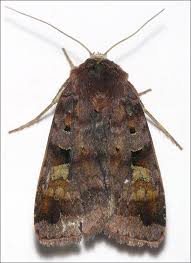 Attēlu rezultāti vaicājumam “Diarsia florida”