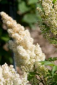 Attēlu rezultāti vaicājumam “Sorbaria sorbifolia flower”