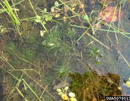 Attēlu rezultāti vaicājumam “Najas minor leaf”