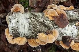 Attēlu rezultāti vaicājumam “Trametes ochracea”