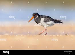 Attēlu rezultāti vaicājumam “Haematopus ostralegus”