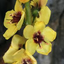 Image result for Verbascum blattaria