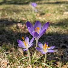 Attēlu rezultāti vaicājumam “Crocus tommasinianus”
