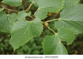 Attēlu rezultāti vaicājumam “Tilia x moltkei leaf”