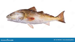 Image result for Sciaenops ocellatus