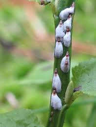 Attēlu rezultāti vaicājumam “Chionaspis salicis”