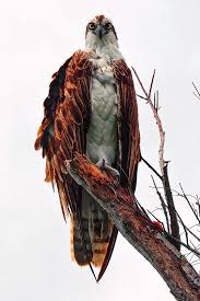 Image result for Pandion haliaetus