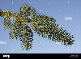 Attēlu rezultāti vaicājumam “Picea abies leaf”