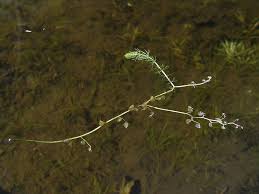 Attēlu rezultāti vaicājumam “Utricularia intermedia bud”