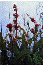 Attēlu rezultāti vaicājumam “Rumex aquaticus”