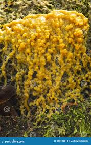 Attēlu rezultāti vaicājumam “Physarum bivalve plasmodium”