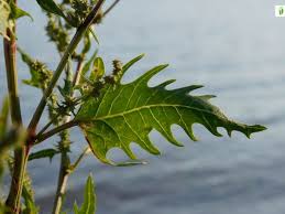 Attēlu rezultāti vaicājumam “Atriplex calotheca leaf”