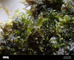 Attēlu rezultāti vaicājumam “Riccardia palmata”