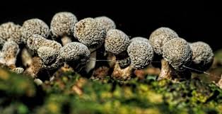 Attēlu rezultāti vaicājumam “Phleogena faginea”