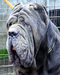 Image result for ugliest dog