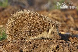 Attēlu rezultāti vaicājumam “Erinaceus roumanicus”