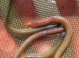 Attēlu rezultāti vaicājumam “Lampetra planeri”