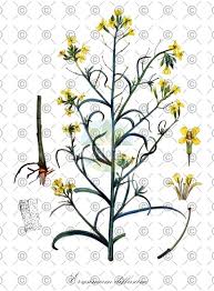 Attēlu rezultāti vaicājumam “Erysimum hieracifolium flower”