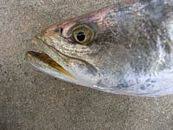 Image result for Cynoscion nebulosus