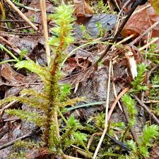 Attēlu rezultāti vaicājumam “Rhytidiadelphus triquetrus sporophyte”
