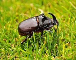 Attēlu rezultāti vaicājumam “Oryctes nasicornis male”