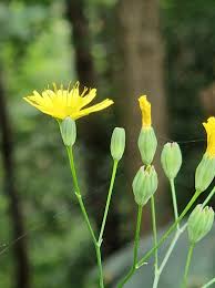 Attēlu rezultāti vaicājumam “Lapsana communis”