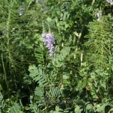Attēlu rezultāti vaicājumam “Galega orientalis bud”