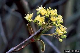Attēlu rezultāti vaicājumam “Acer pseudoplatanus flower”