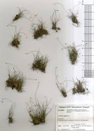 Attēlu rezultāti vaicājumam “Juncus stygius”