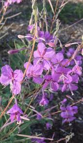Attēlu rezultāti vaicājumam “Epilobium angustifolium bud”