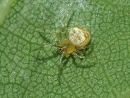 Attēlu rezultāti vaicājumam “Paidiscura pallens”