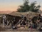 Bedouin Tent