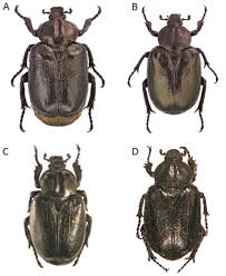 Attēlu rezultāti vaicājumam “Osmoderma barnabita imago”