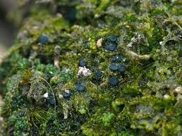 Attēlu rezultāti vaicājumam “Mniaecia jungermanniae”