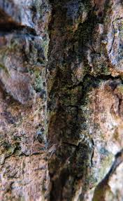 Attēlu rezultāti vaicājumam “Bacidia subincompta”