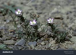 Attēlu rezultāti vaicājumam “Spergularia rubra flower”