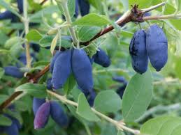 Attēlu rezultāti vaicājumam “Jasione montana fruit”