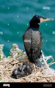 Attēlu rezultāti vaicājumam “Phalacrocorax carbo nest”