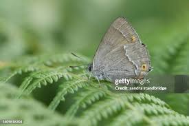 Attēlu rezultāti vaicājumam “Favonius quercus underside”