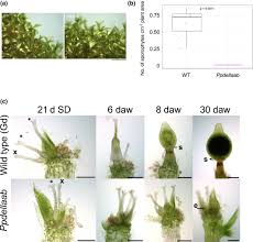 Attēlu rezultāti vaicājumam “Encalypta streptocarpa sporophyte”