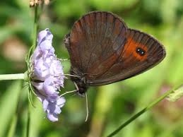 Attēlu rezultāti vaicājumam “Erebia aethiops upperside”