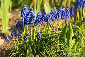 Attēlu rezultāti vaicājumam “Muscari neglectum”