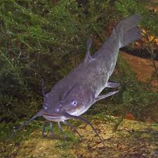Image result for Ameiurus catus