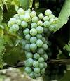Fringe Wine: Colombard - Bas-Armagnac, France