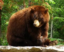 Image result for brown bear