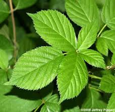 Attēlu rezultāti vaicājumam “Rubus plicatus leaf”