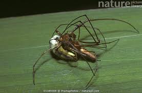 Attēlu rezultāti vaicājumam “Tetragnatha extensa”